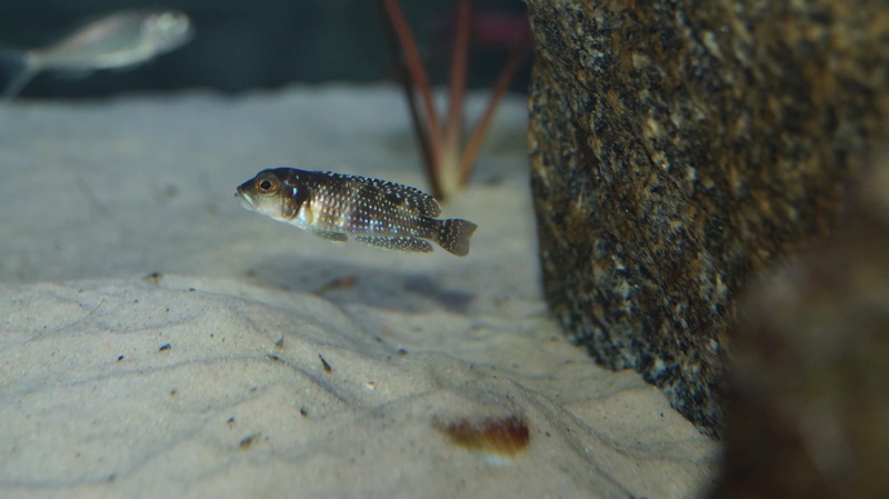 Lamprologus meleagris